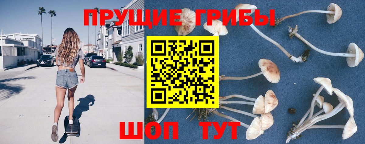 Псилоцибиновые грибы GOLDEN TEACHER  Вход с VPN  Тайшет  Псилоцибиновые грибы мухоморы 